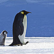 Emperor Penguin And Chick Poster