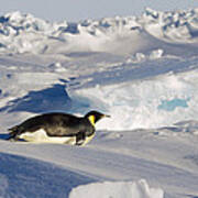 Emperor Penguin Tobogganing Antarctica Poster