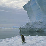 Emperor Penguin Walking Weddell Sea Poster
