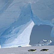 Emperor Penguins Tobogganing Antarctica Poster