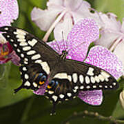 Emperor Swallowtail Arizona Poster