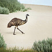 Emu In Sand Dunes. Coffin Bay. South Poster