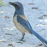 Endangered Scrub-jay Poster