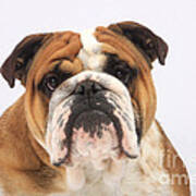 English Bulldog Poster