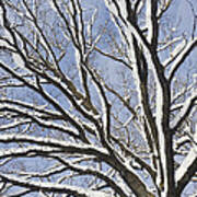 English Oak Tree In Snow Bavaria Germany Poster