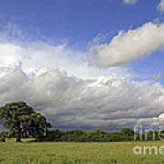 English Oak Under Stormy Skies Poster
