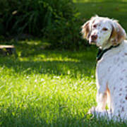 English Setter In The Grass Poster