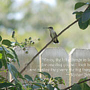 Hummingbird On Crepe Myrtle Poster
