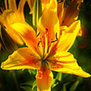 Enticing Bloom Of Yellow And Orange Lilies Garden Art By Omaste Poster