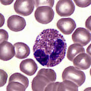 Eosinophil And Erythrocytes Lm Poster