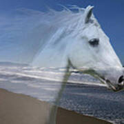 Equine Shores Poster