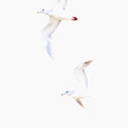 Ethereal Gulls Poster