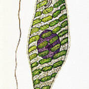 Euglena Splendens Euglenophyta Algae Poster