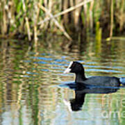 Eurasian Coot Poster