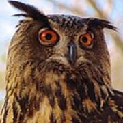Eurasian Eagle Owl Poster