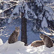 Eurasian Lynx Trio Resting Poster