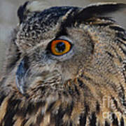 Eurasian Owl Poster