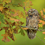 Eurasian Scops Owl Poster