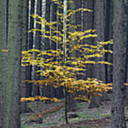 European Beech In Norway Spruce Forest Poster