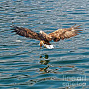 European Flying Sea Eagle 6 Poster