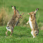 European Hares In March Poster