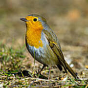 European Robin Square Poster