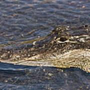 Everglades Gator Poster