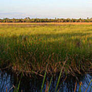 Everglades Panoramic C Poster