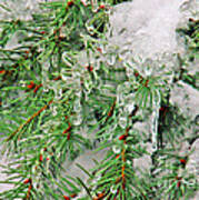 Evergreen Icicles I Poster