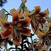 Exotic Lilies Poster