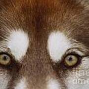 Eyes Of A Red Siberian Husky Poster