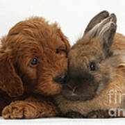 F1b Goldendoodle Puppy And Rabbit Poster