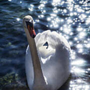 Fairy Swan Poster