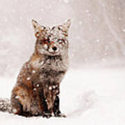 Fairytale Fox _ Red Fox In A Snow Storm Poster