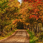 Fall Color Along A Dirt Backroad Poster