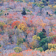 Fall Color, Vermont Poster