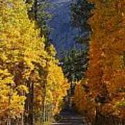 Fall Colors In The Eastern Sierra Nevada Poster