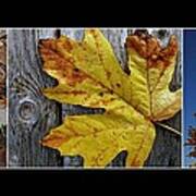 Fall Colors Triptych Poster
