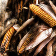 Fall Corn Harvest Poster