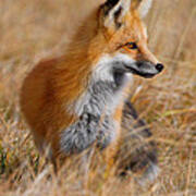 Fall Fox Poster