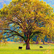 Fall Tree With Two Cows Poster