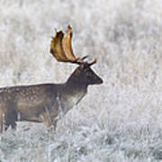 Fallow Deer Buck During The Rut Poster