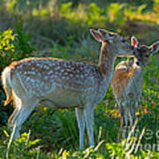 Fallow Deer Doe With Fawn Poster