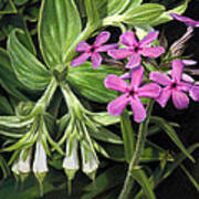 False Gromwell With Prairie Phlox Poster