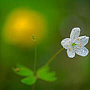 False Rue Anemone Poster