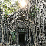 Famous Old Temple Ruin With Giant Tree Roots - Angkor Wat - Cambodia Poster