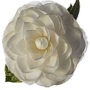 Fancy White Camellia Poster