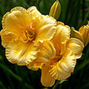 Fancy Yellow Daylilies Poster