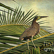 Fasciated Tiger Heron Poster