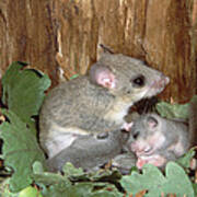 Fat Dormouse Mother Nursing Young Poster